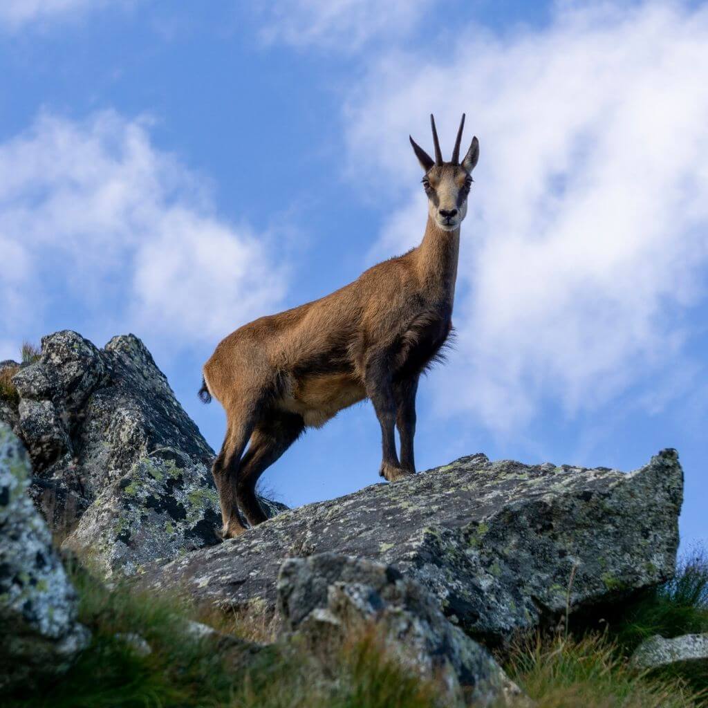 motoros-kaland-tatrai-nemzeti-park-zerge-chamois-oshonos-allat-lengyelorszag