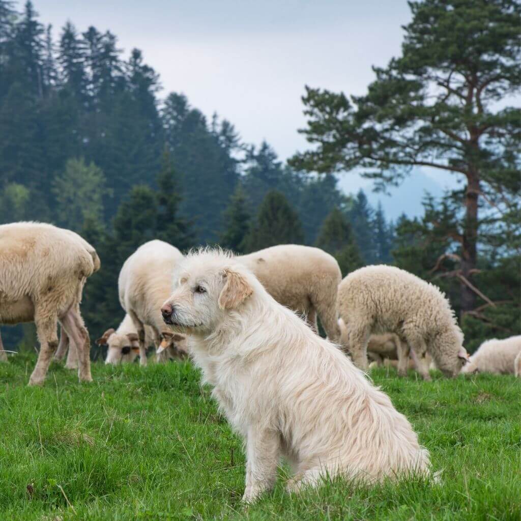 motoros-pillanatok-utmenten-tradicionalis-lengyel-juhaszkutya-nyaj