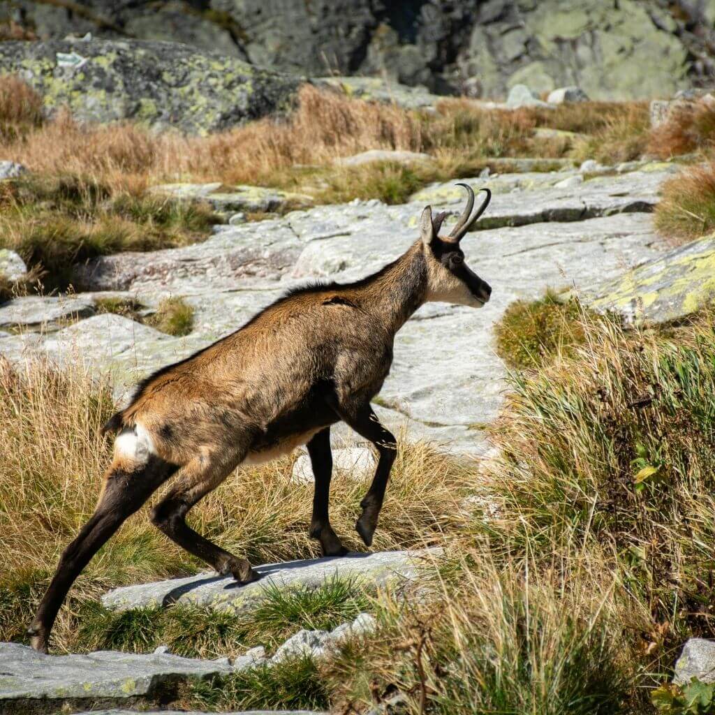 motoros-tura-latvany-tatrai-zerge-chamois-lengyelorszag